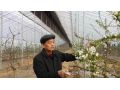 一心撲在攻克林果技術難題上的實干家——記協(xié)會專家服務團專家張英